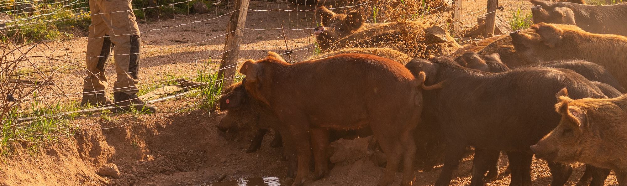 Les cochons roux au point d’eau dans le parc