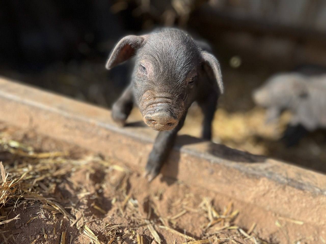 Porcelet noir de Planzolles à la ferme