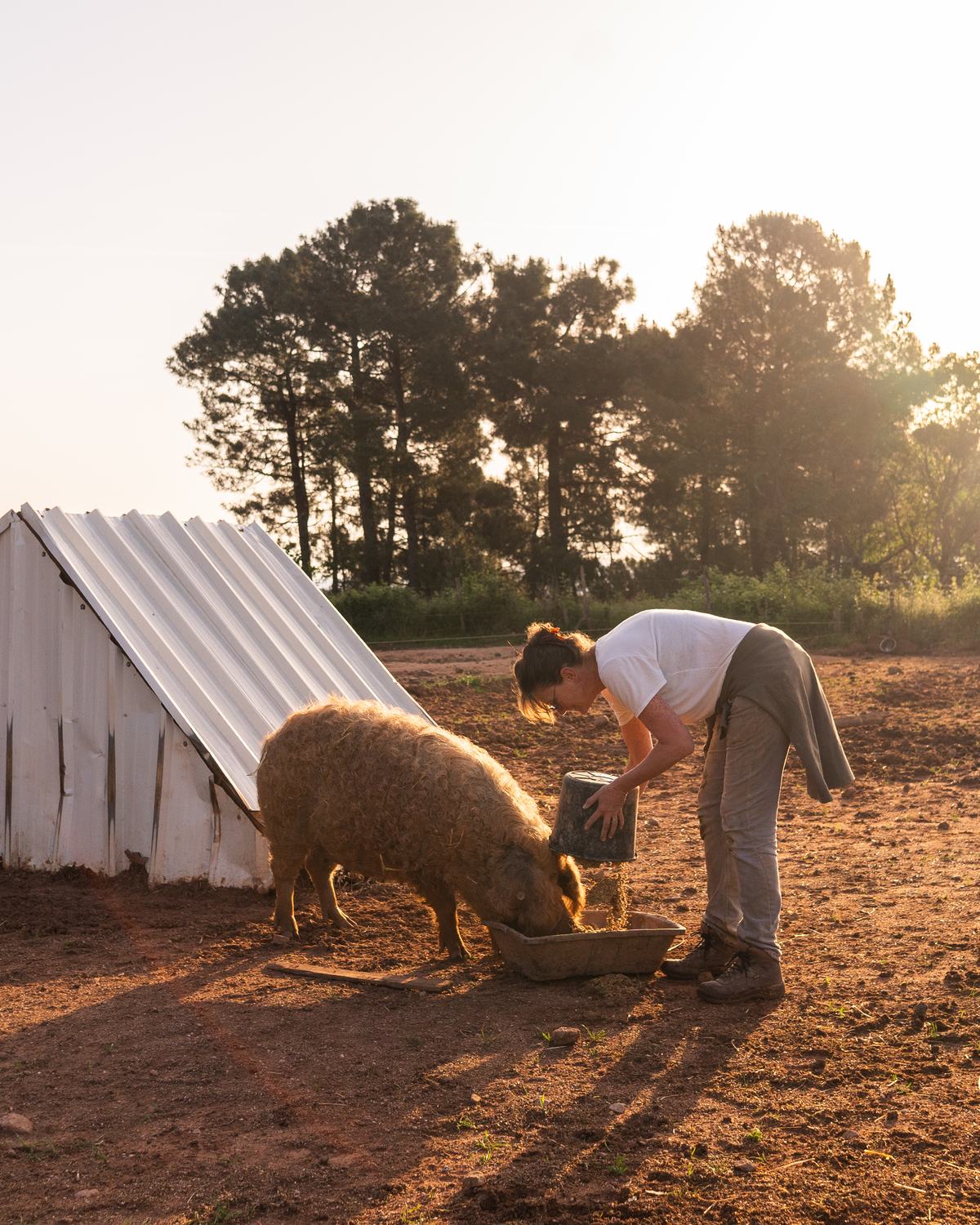 Tania nourrit les cochons devant leur abri